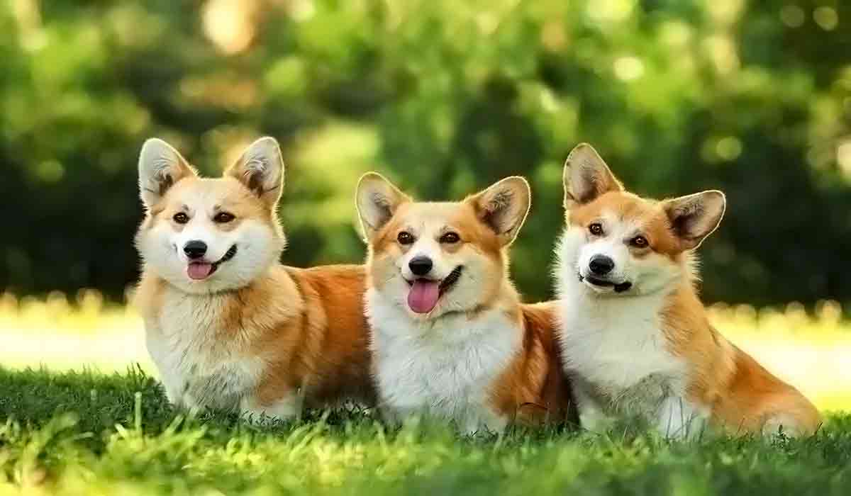 免费ddos平台攻击