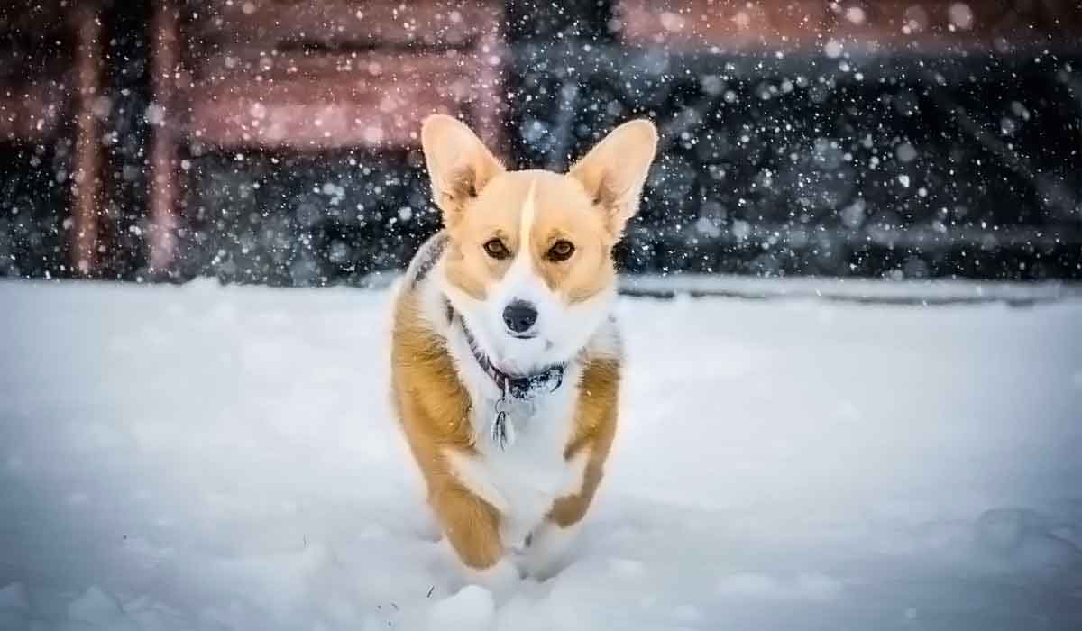 ddos攻击ip软件下载