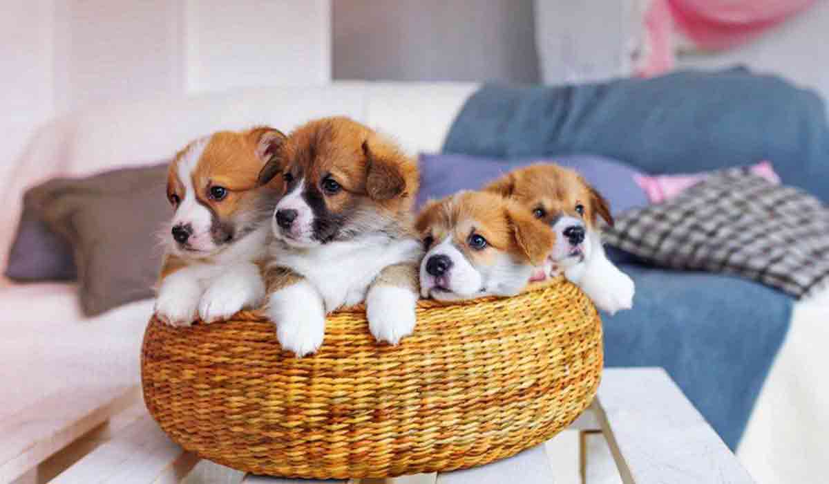 网页在线DDOS压力测试