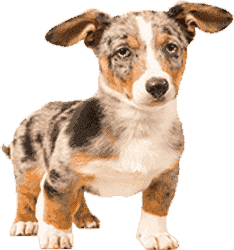 自动化运维的网站攻击器