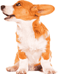 服务器攻击软件